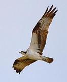 Osprey In Flight_47320